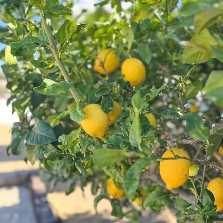 Benisamo, Javea - Tranquil, Large ヴィラ